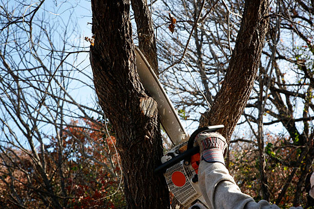 Best Commercial Tree Services  in Portland, MI